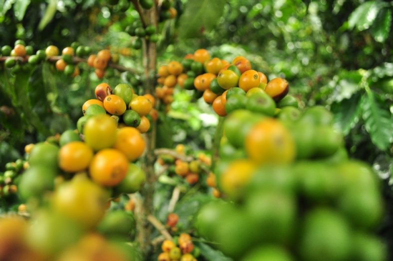 Manizales Coffee plantation