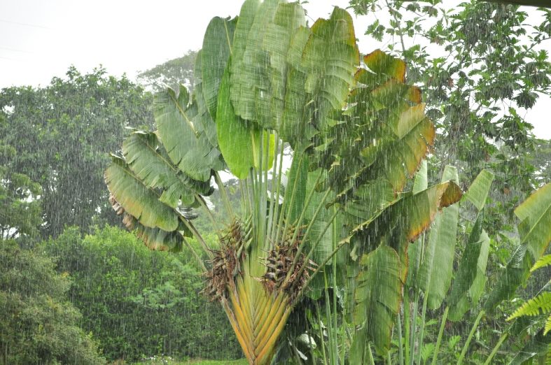 Manizales Coffee plantation