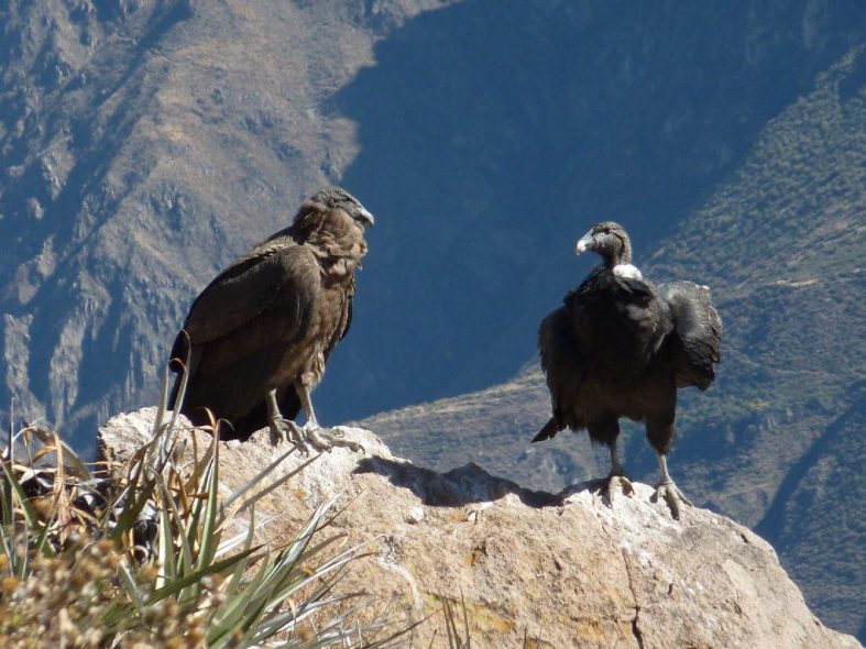 Chivay & Cruz del Condor – Arequipa Region
