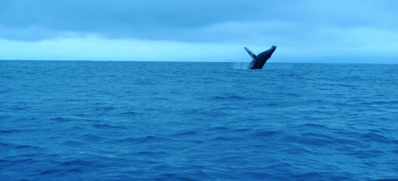 Puerto Lopez & Whalewatching (Pacific Coast/Ecuador)