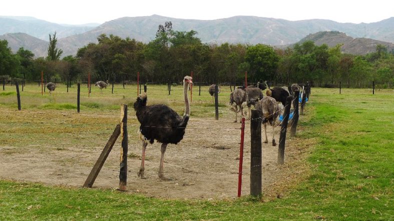 Avestruces (Ostrich) farm, Villa de Leyva (Colombia