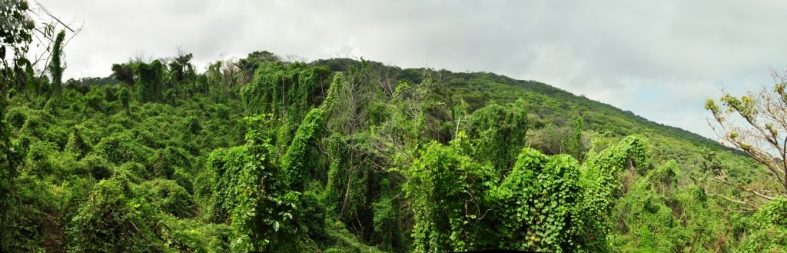 Potosi/Cosiguina Panoramas